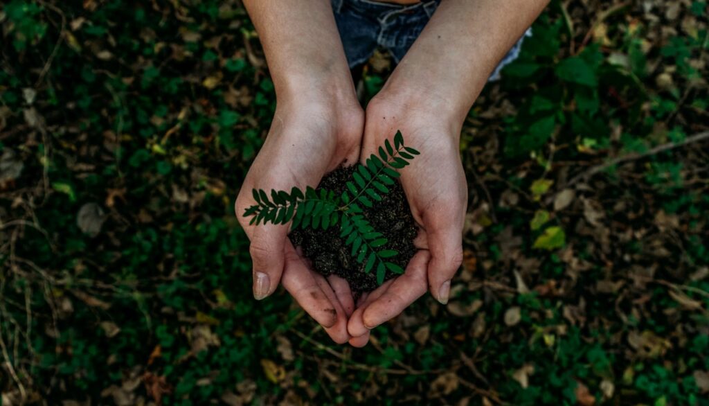 Mains tenant de la terre et une jeune pousse, eco-responsabilite pour un site &eacute;co-con&ccedil;u.